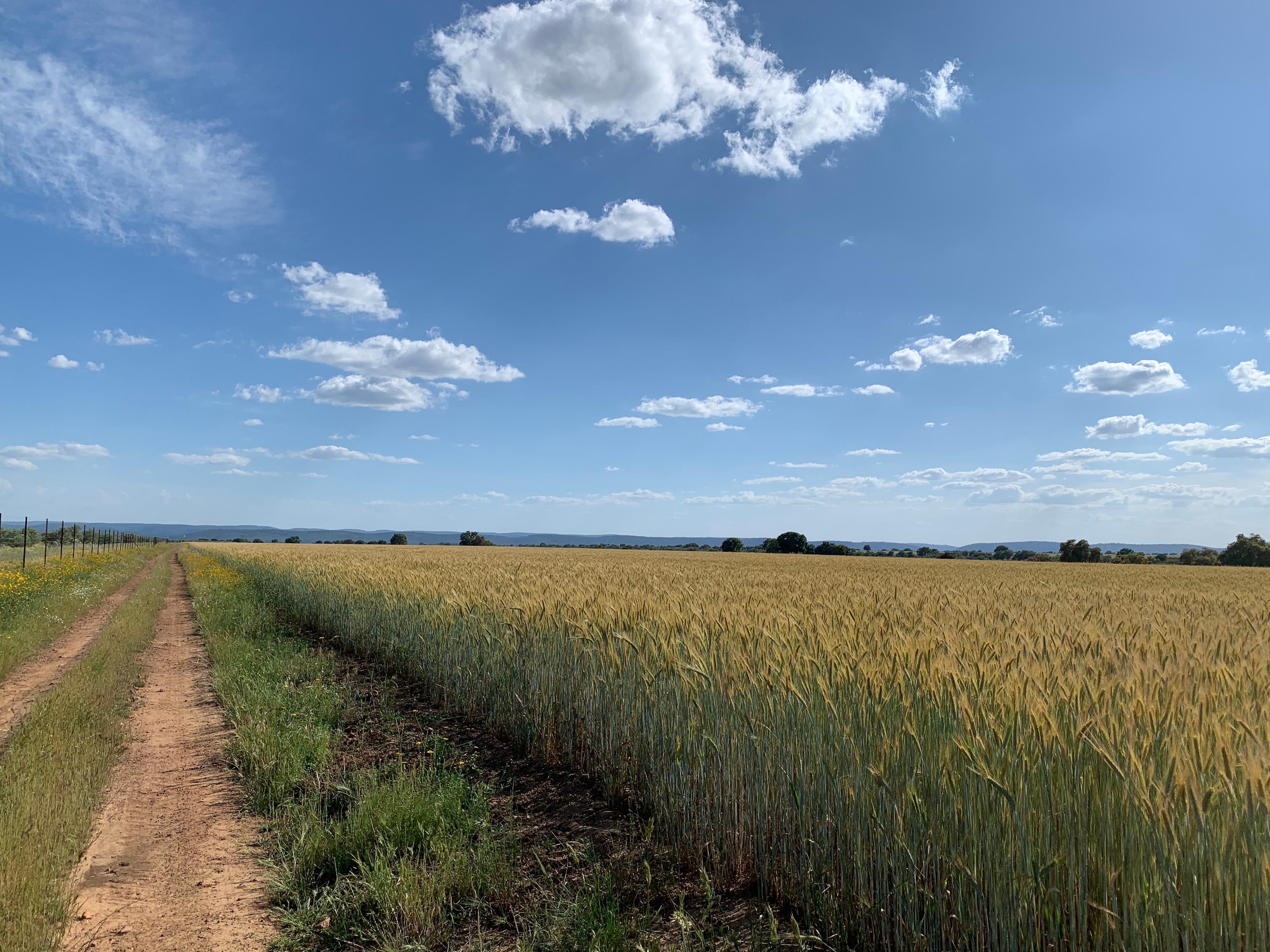 Finca Cinegética en venta en Ciudad Real