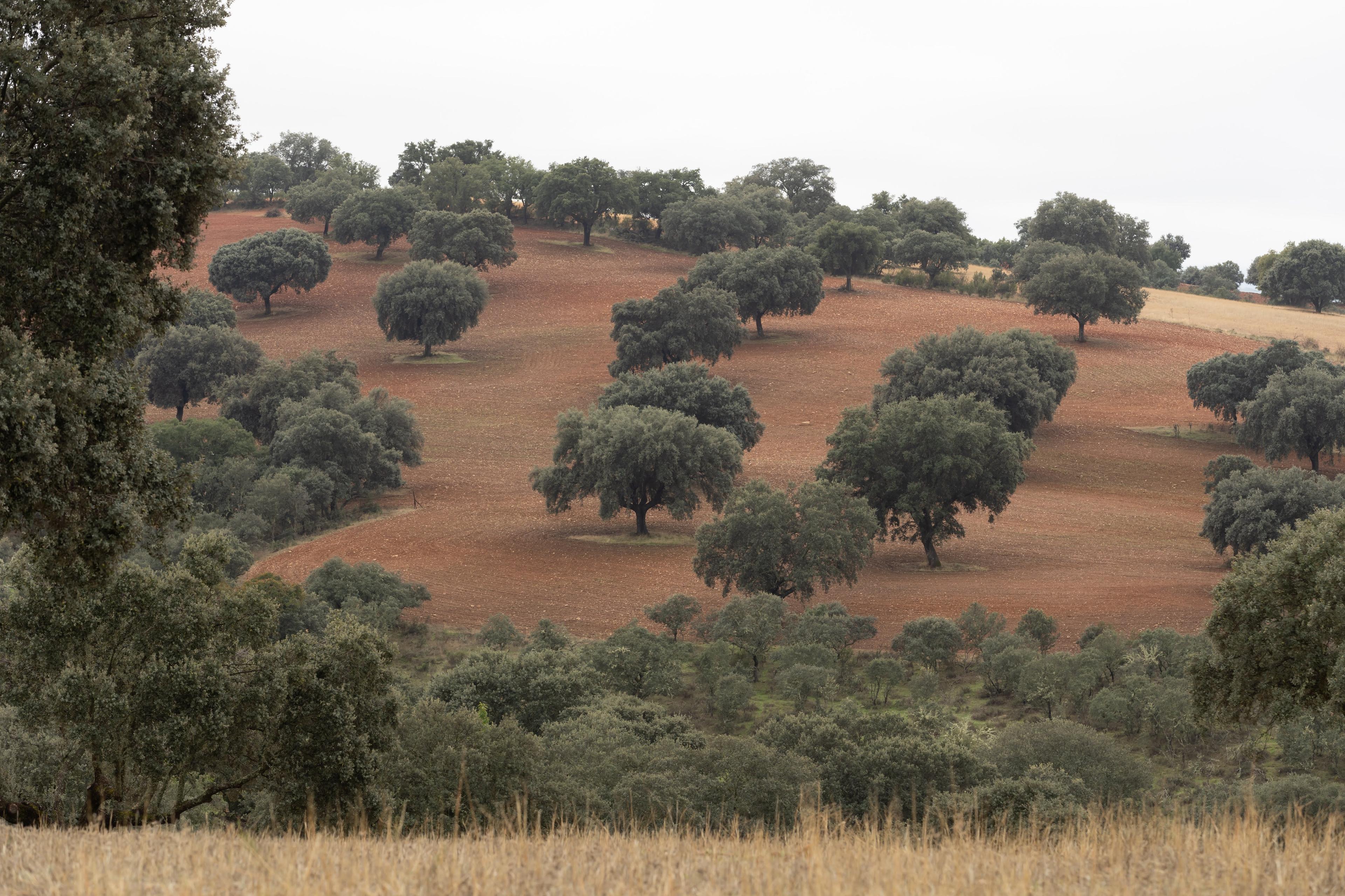 Finca Cinegética en venta en Ciudad Real