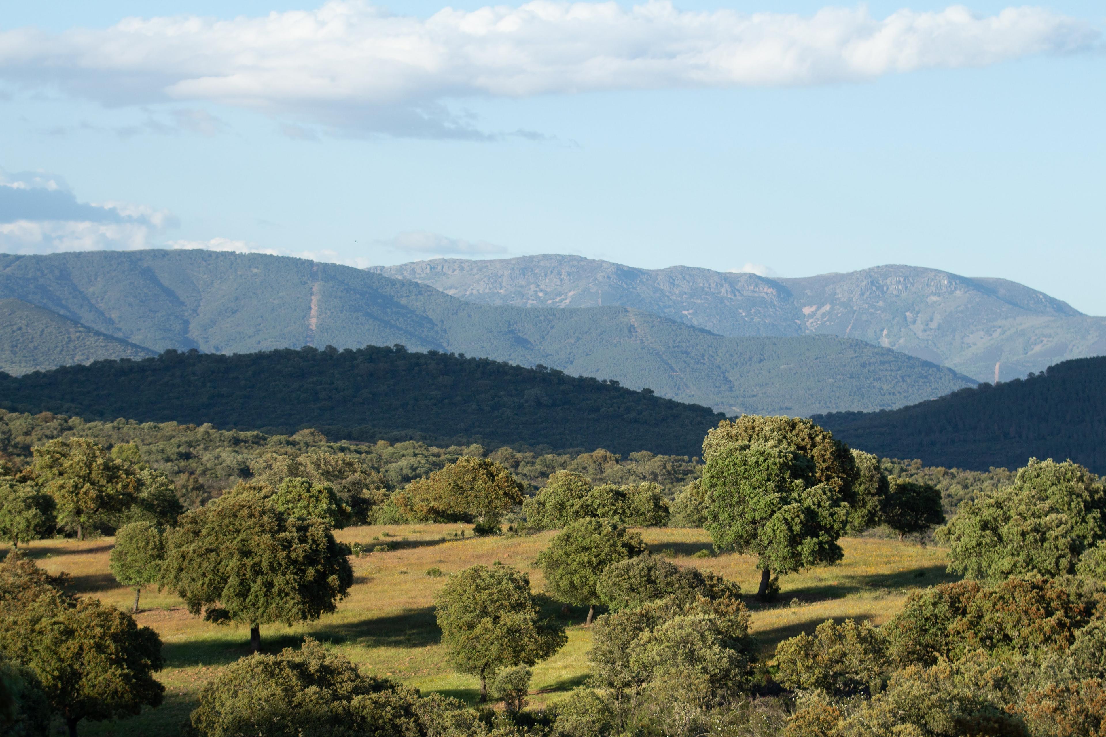 Finca Cinegética en venta en Ciudad Real