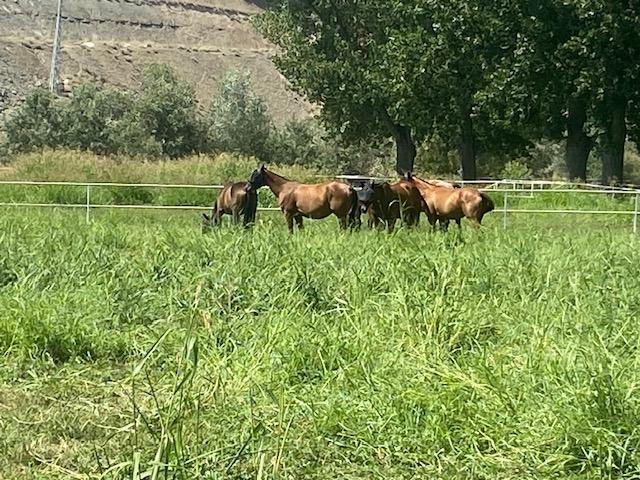 Preciosa Finca para caballos en Aranjuez