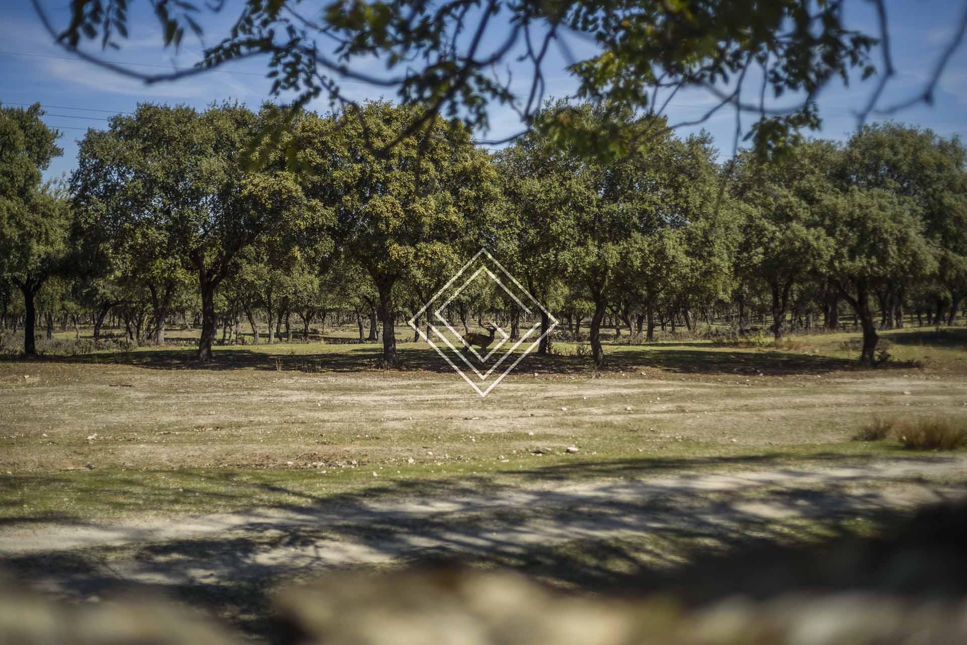 Imagen 55 de la propiedad